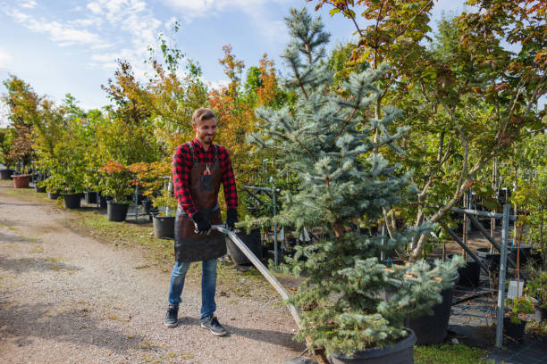 Best Residential Tree Removal  in Parsons, KS